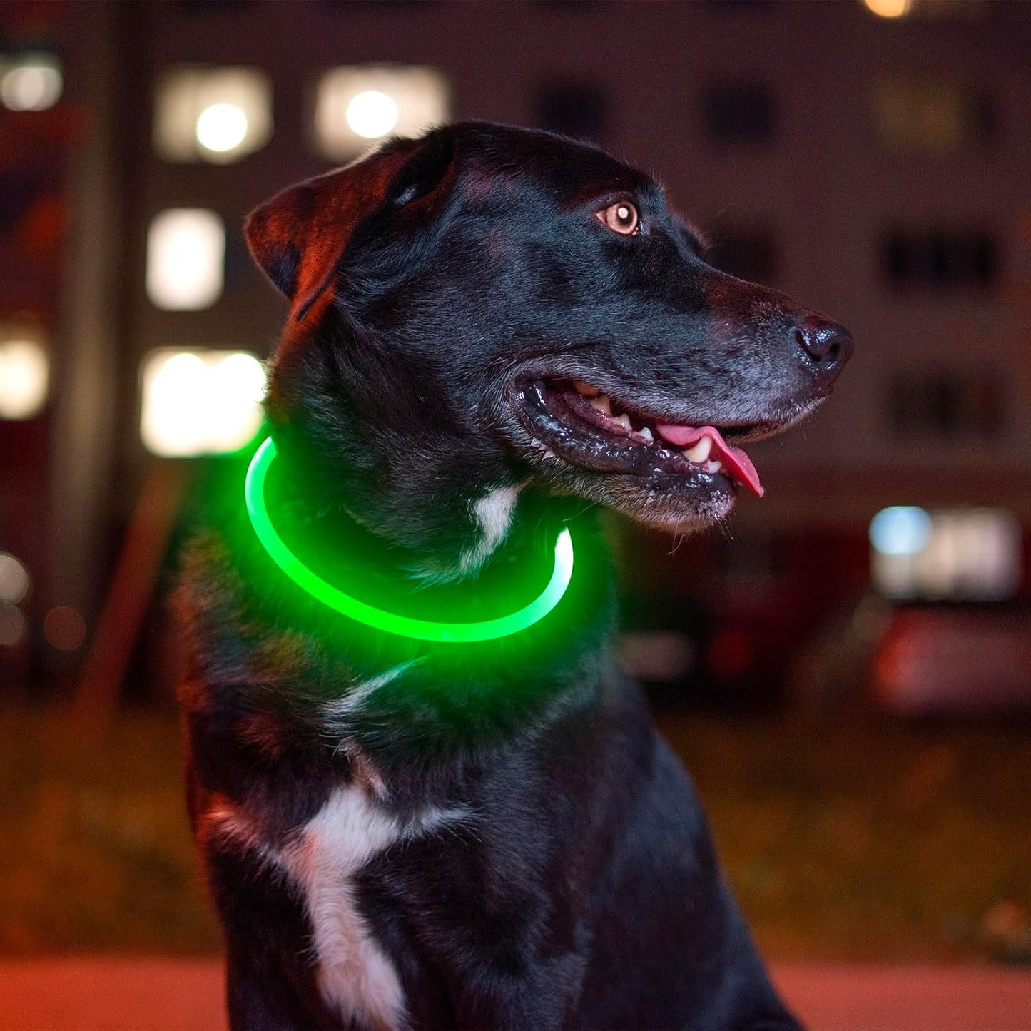 Illuminate Your Dog's Safety with the USB Rechargeable LED Dog Collar - Perfect for All Breeds in Vibrant Green