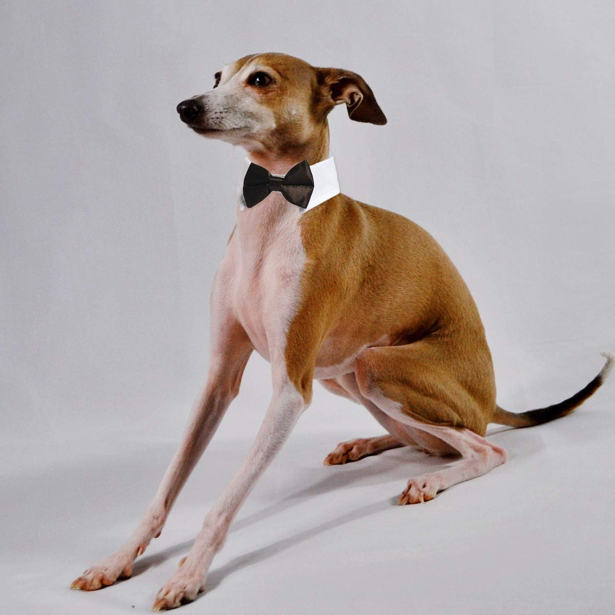Elegant Adjustable Dog Bow Tie Collar - Ideal for Weddings and Formal Occasions - Black Tuxedo Design for Medium to Large Dogs