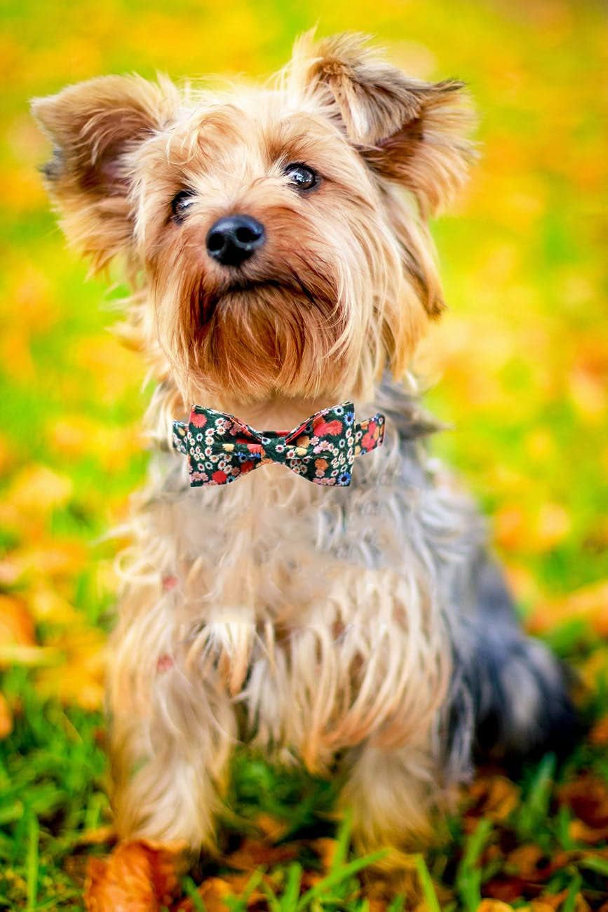 Charming Adjustable Floral Dog Collar with Bowtie - Perfect Comfort and Style for Your Beloved Pup